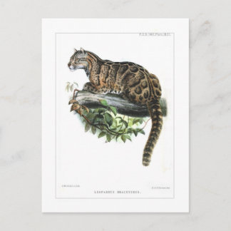 Cartão Postal Leopardo nublado
