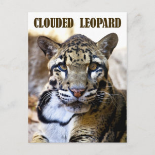 Cartão Postal Leopardo nublado