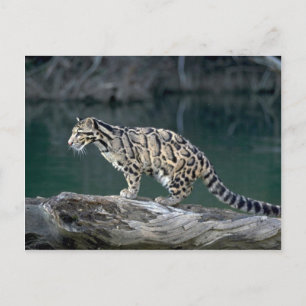 Cartão Postal Leopardo nublado