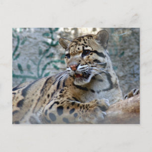 Cartão Postal leopardo nublado-1 4x6