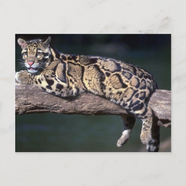 Cartão Postal Leopardo nublado no log (Frente)