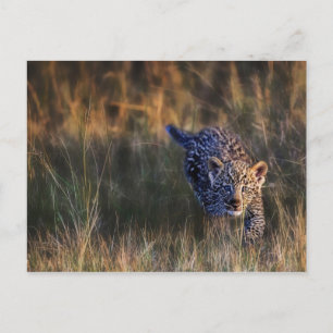 Cartão Postal Leopardo Panthera Pardus