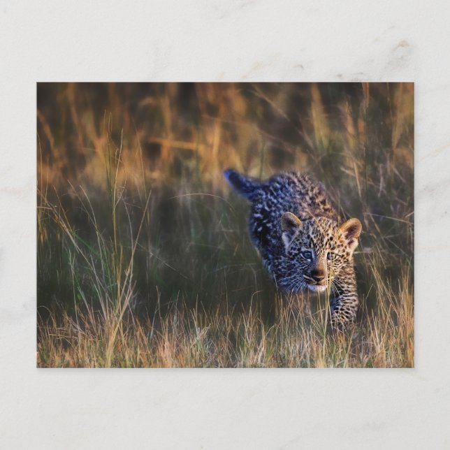 Cartão Postal Leopardo Panthera Pardus (Frente)