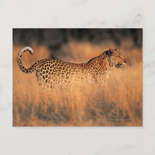 Cartão Postal Leopardo (Panthera pardus)