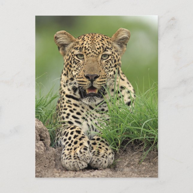Cartão Postal Leopardo, Panthera pardus, Jogo Sabi Sabi (Frente)