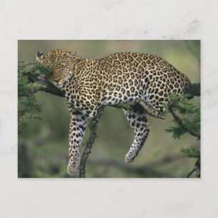 Cartão Postal Leopardo, (Panthera pardus), Quênia, Masai Mara