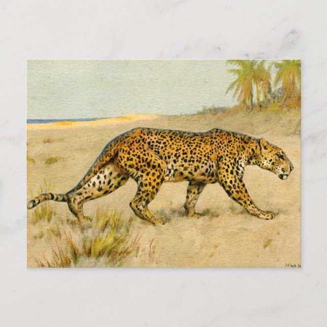 Cartão Postal Leopardo, pastel, artista desconhecido (Frente)
