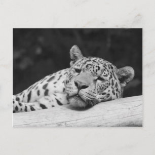 Cartão Postal "Leopardo preguiçoso"