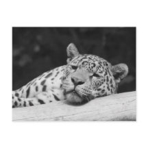 "Leopardo preguiçoso"