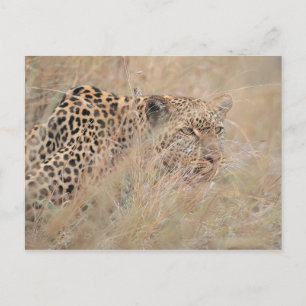 Cartão Postal Leopardo-propulsor a Esconder-se em Grassland