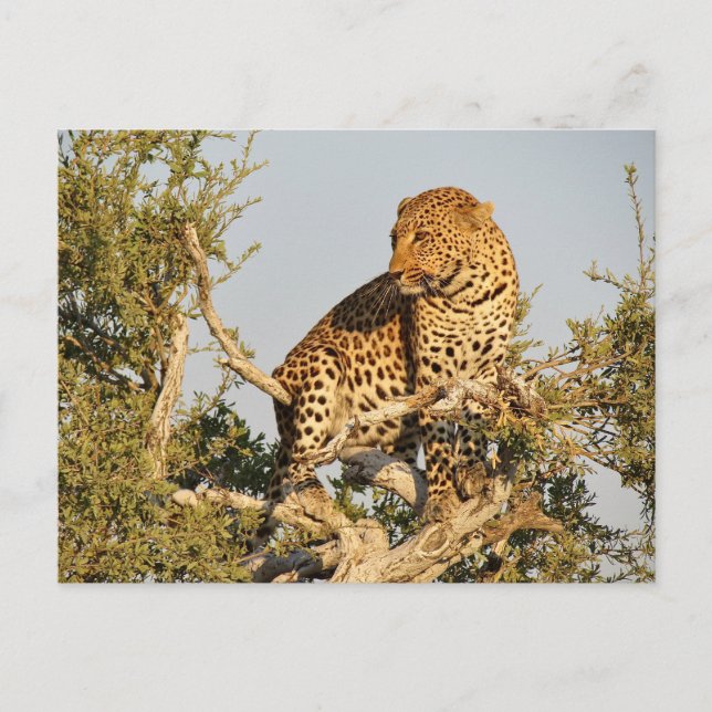 Cartão Postal leopardo selvagem (Frente)