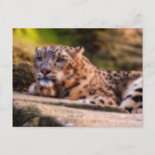 Cartão Postal Leopardo solto