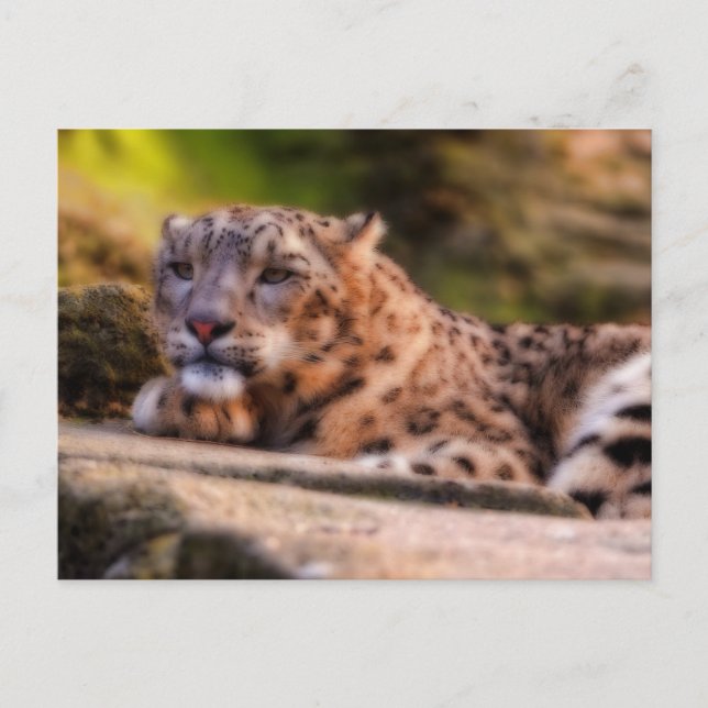 Cartão Postal Leopardo solto (Frente)