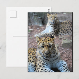 Cartão Postal Leopardos Descansando