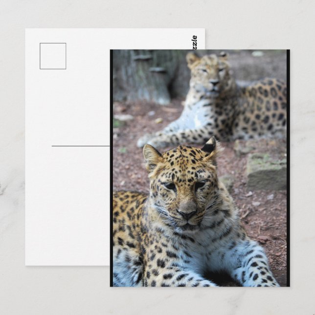 Cartão Postal Leopardos Descansando (Frente/Verso)