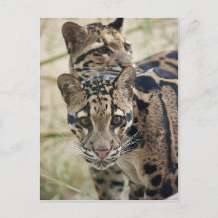 Cartão Postal Leopardos nublados