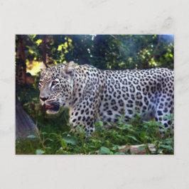 Cartão Postal Leopardos selvagens