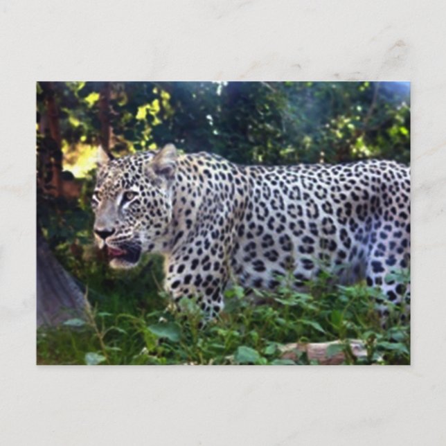 Cartão Postal Leopardos selvagens (Frente)
