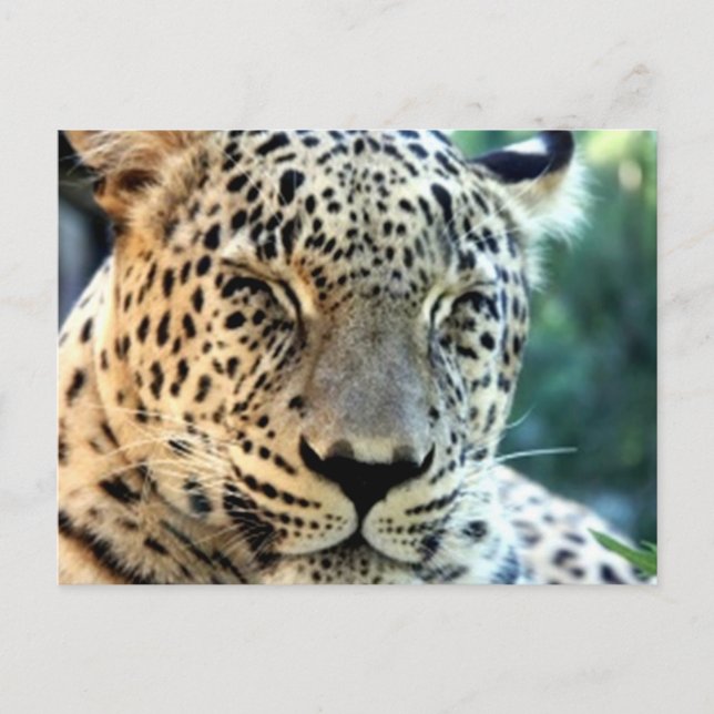 Cartão Postal Leopardos selvagens (Frente)