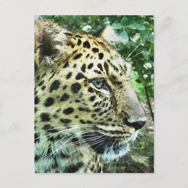CARTÃO POSTAL LEOPARDS (Frente)