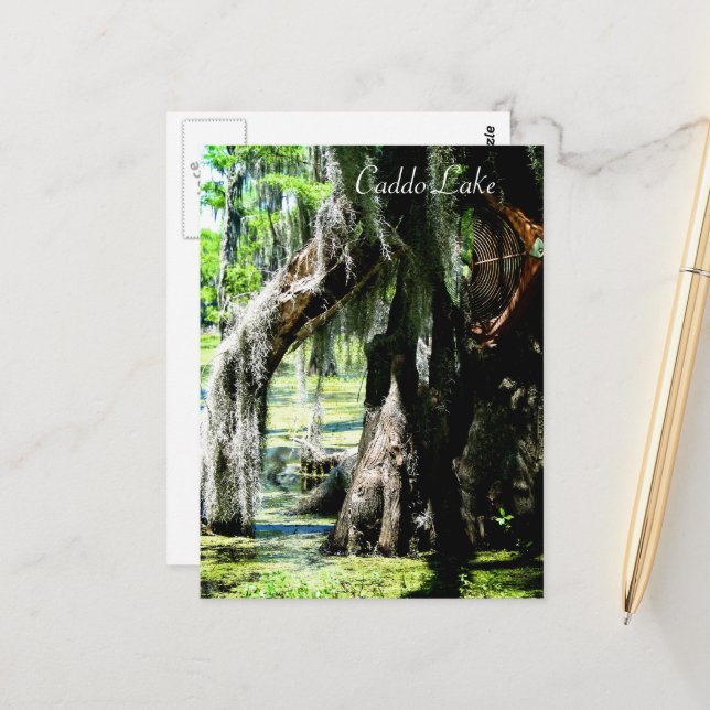 Cartão Postal - Leque de Ciprestes (Frente/Verso In Situ)