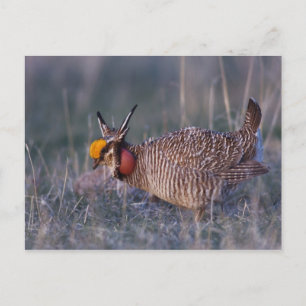Cartão Postal Lesser Prairie-Chicken, Tympanuchus