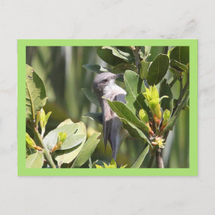 Cartão Postal Lesser Whitethroat