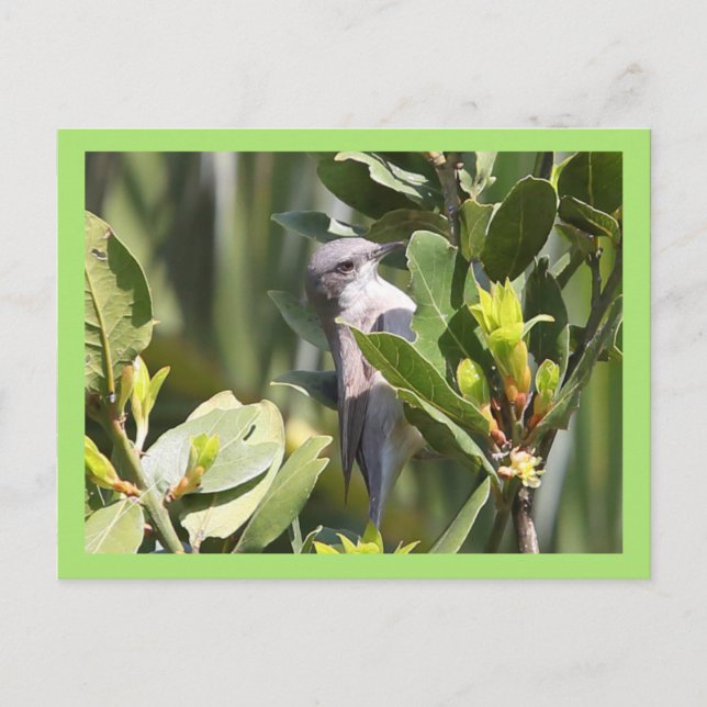 Cartão Postal Lesser Whitethroat (Frente)