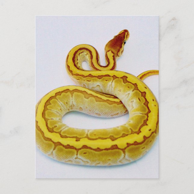 Cartão Postal Letra "S" Yellow Ball Python (Frente)