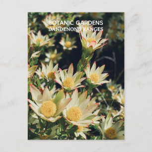 Cartão Postal Leucadendron, Jardins Botânicos de Dandenong, Vitó
