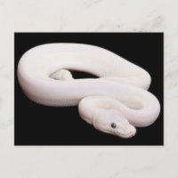Leucística - Ball Python