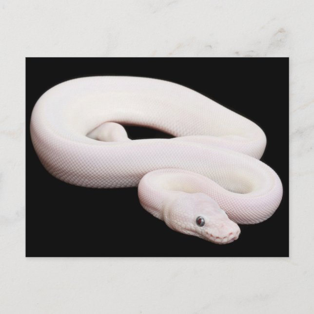 Cartão Postal Leucística - Ball Python (Frente)