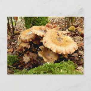 Cartão postal Leucopaxillus giganteus Mushroom
