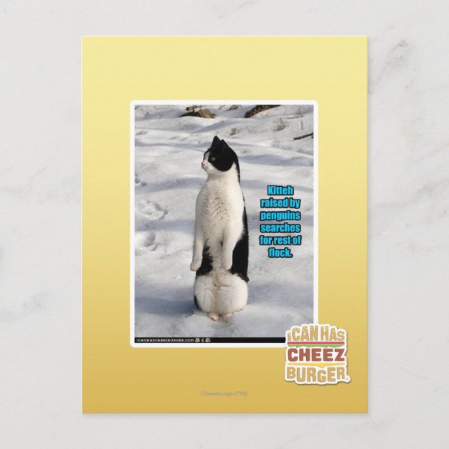 Cartão Postal Levantados por Pinguins (Frente)