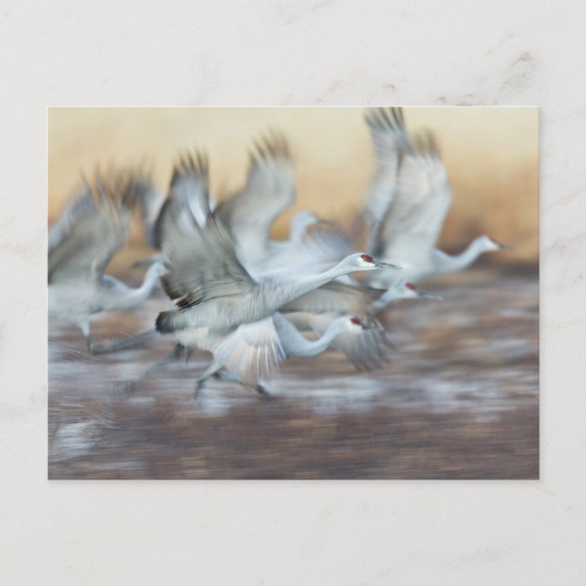 Cartão Postal Levante-se de Sandhill Cranes (Frente)