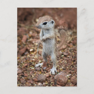 Cartão Postal Levante-se e seja notado-Personalize-o!