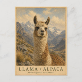 Cartão Postal Lhama Alpaca Andes VINTAGE