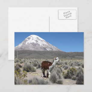 Cartão Postal Lhama na Montanha Sajama Bolívia América do Sul
