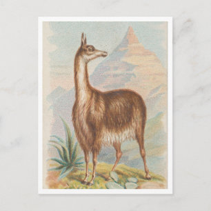 Cartão Postal Lhama nas Montanhas Arte Antigo