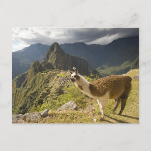 Cartão Postal Lhamas e uma vista de Machu Picchu,