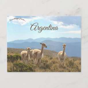 Cartão Postal Lhamas em Humahuaca Argentina