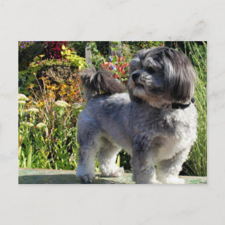 Cartão Postal Lhasa Apso Bailey 1