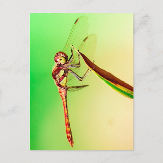 Cartão Postal Libelle (Frente)