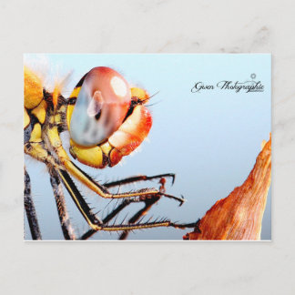 Cartão Postal Libellule de Pourrières