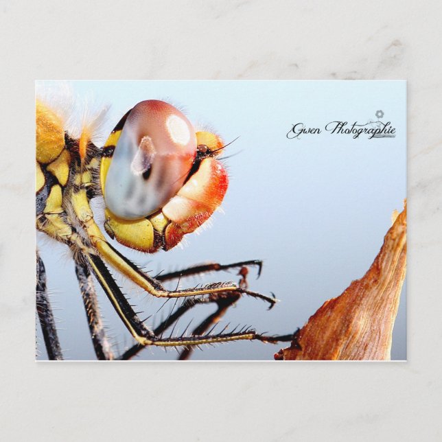 Cartão Postal Libellule de Pourrières (Frente)