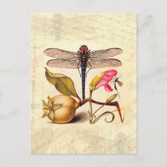 Cartão Postal Libélula Arte Botânico da Natureza Hoefnagel (Frente)
