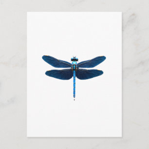 Cartão Postal Libélula Azul - Entusiasta de Animais da Vida Selv