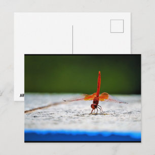 Cartão Postal Libélula de Asas Laranjas
