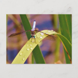 Cartão Postal Libélula na folha do pingo de chuva