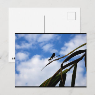 Cartão Postal Libélula no Céu Azul